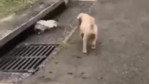 😂Fun with animals😂