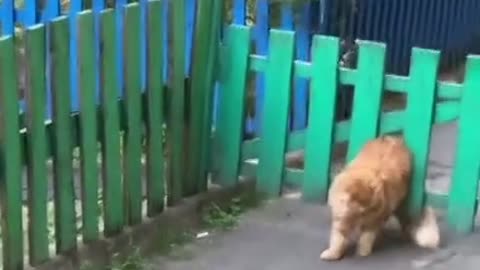 Fanny cat stuck in gate 🤣