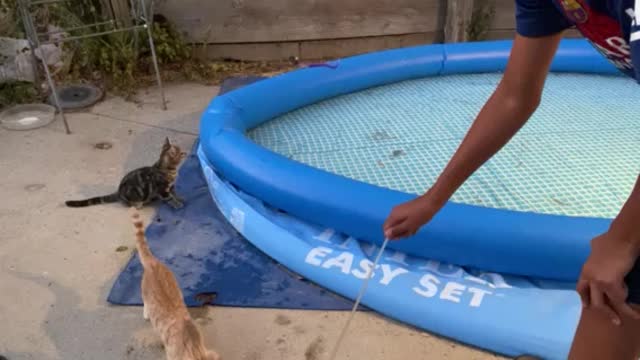 Kitty pool?