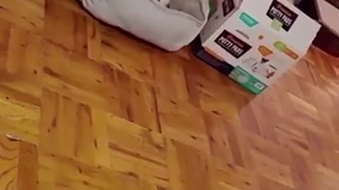 He wants the comfort of the bed and the privacy in the box 😂😂😸😸