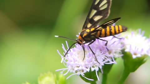 Butterfly beautiful and cute culture aceh indonesian