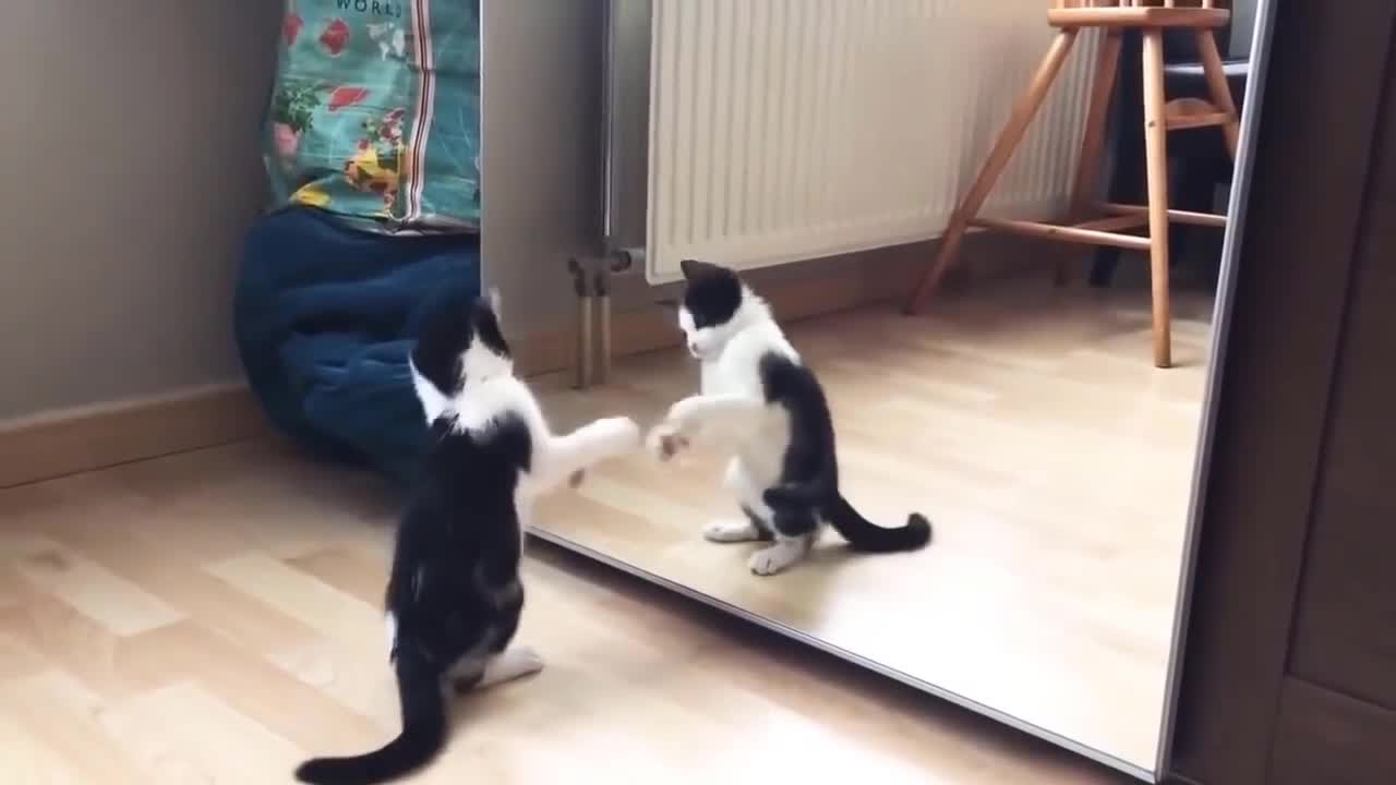 Funny cat in front of a mirror