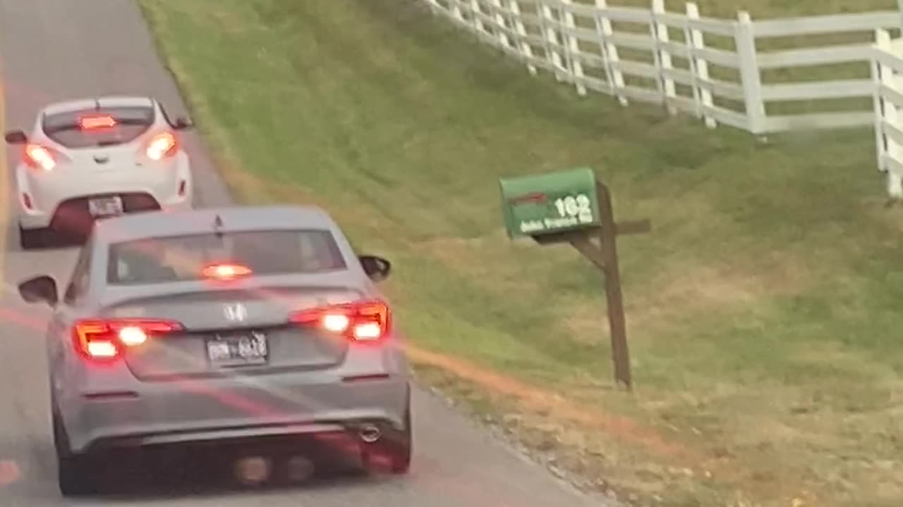 Headbutting Bulls Block Traffic