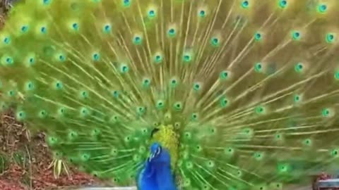 Pea-cock video-pea cock.