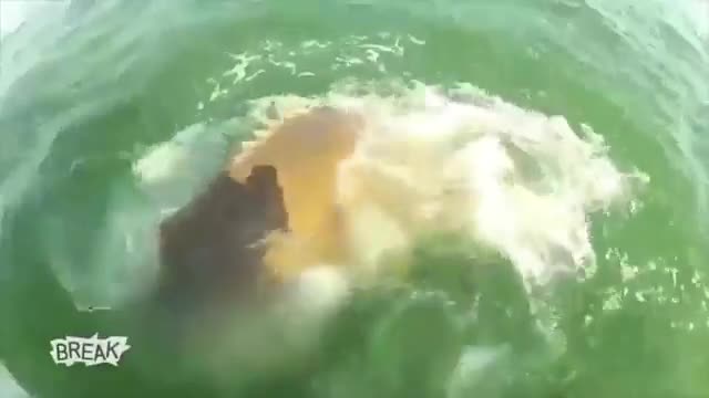 Goliath grouper eats shark whole #Shorts.mp4