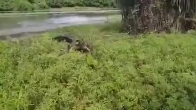 fisherman vs crocodile