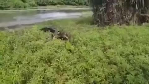 fisherman vs crocodile