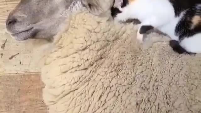 adorable sheep sleeping with a cute cat || cute animal vedios || vedios for kids