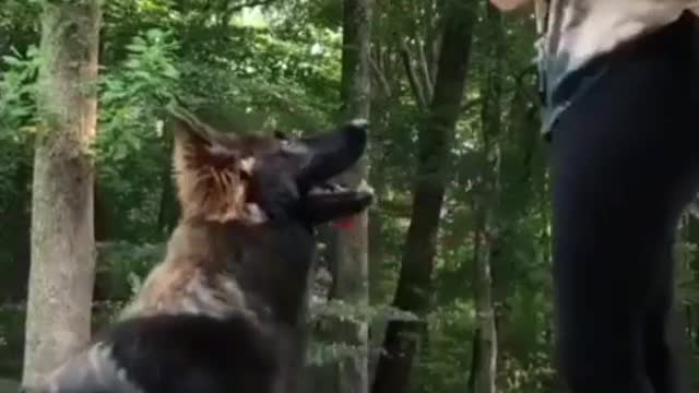 Don't miss video in dog training
