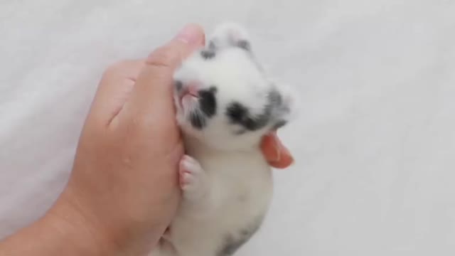 Dramatic Baby Bunny ROARS!