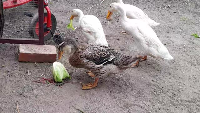 Duckquack andgo