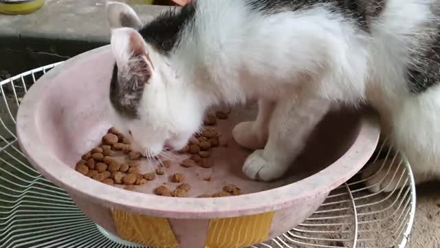 a cat that eats dog food