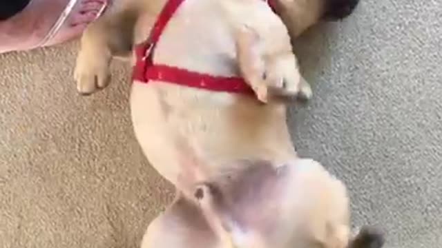 Brown dog rolling over in carpet to be pet