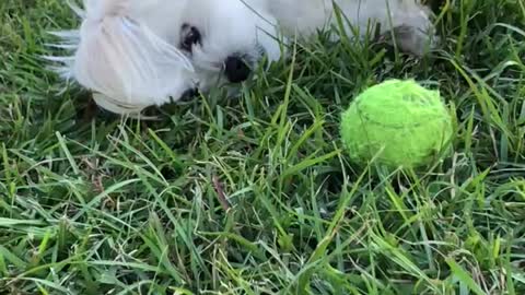 Dog shows frustration, trying to play ball