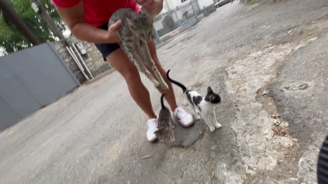 Little street kittens attack a muscular guy