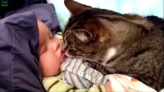 Funny Babies and cat