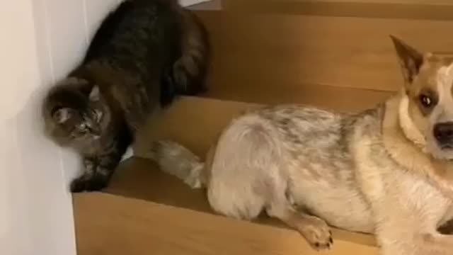 The cat is afraid of the dog