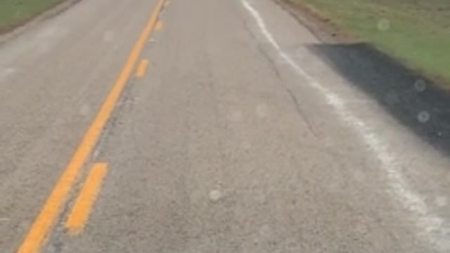 Enormous wild boar family crosses the road