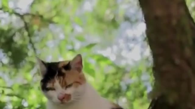 Funny Animal Video