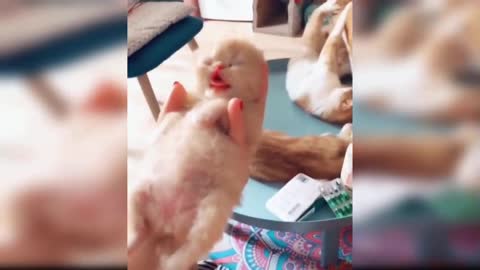 Baby Cats - Cute and Funny Baby Cat Videos Compilation