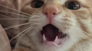 Oliver The Cat Doesn't Like The Camera
