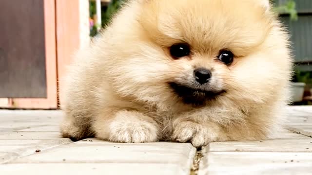 Very cute 🥰🤗❤️#pomeranian puppy video 🥰 you just love it