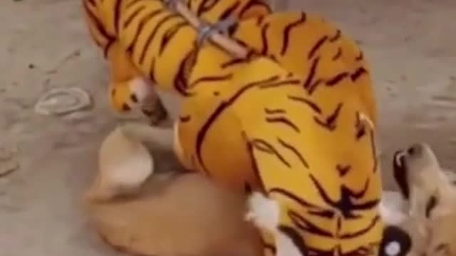 Fake tiger prank on dog !! Part 6- Watch the funny and scariest reaction.