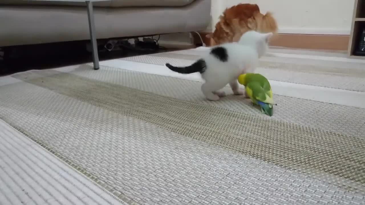 Chaton vs inséparable - Kitten vs lovebirds - cennet papağanı vs kedi