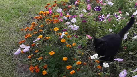 Lazy cat building up the courage to jump the bush