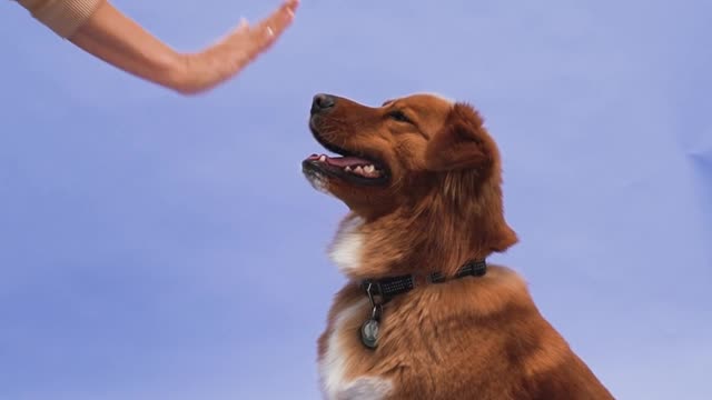 A Woman Training Her Dog