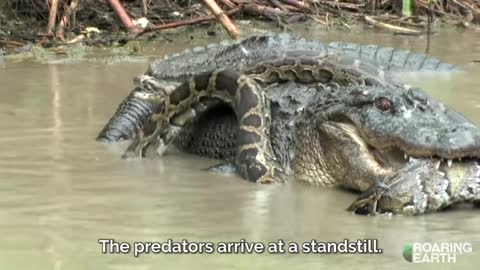 Alligator vs. Python