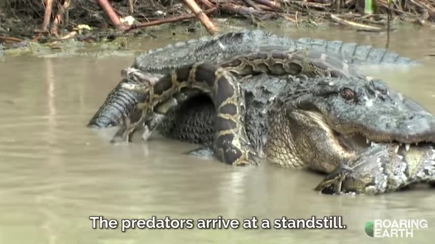 Alligator vs. Python