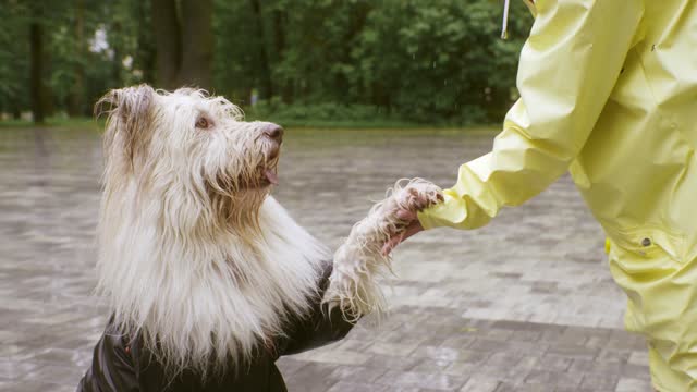 Person and Dog Doing Training