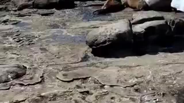 Relaxing time these sea lions