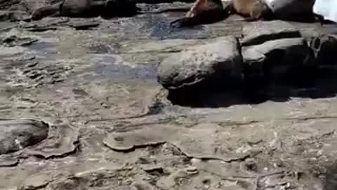 Relaxing time these sea lions