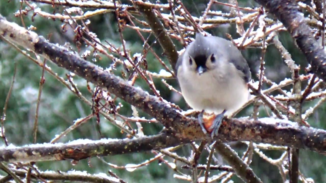 Tufted Titmouse