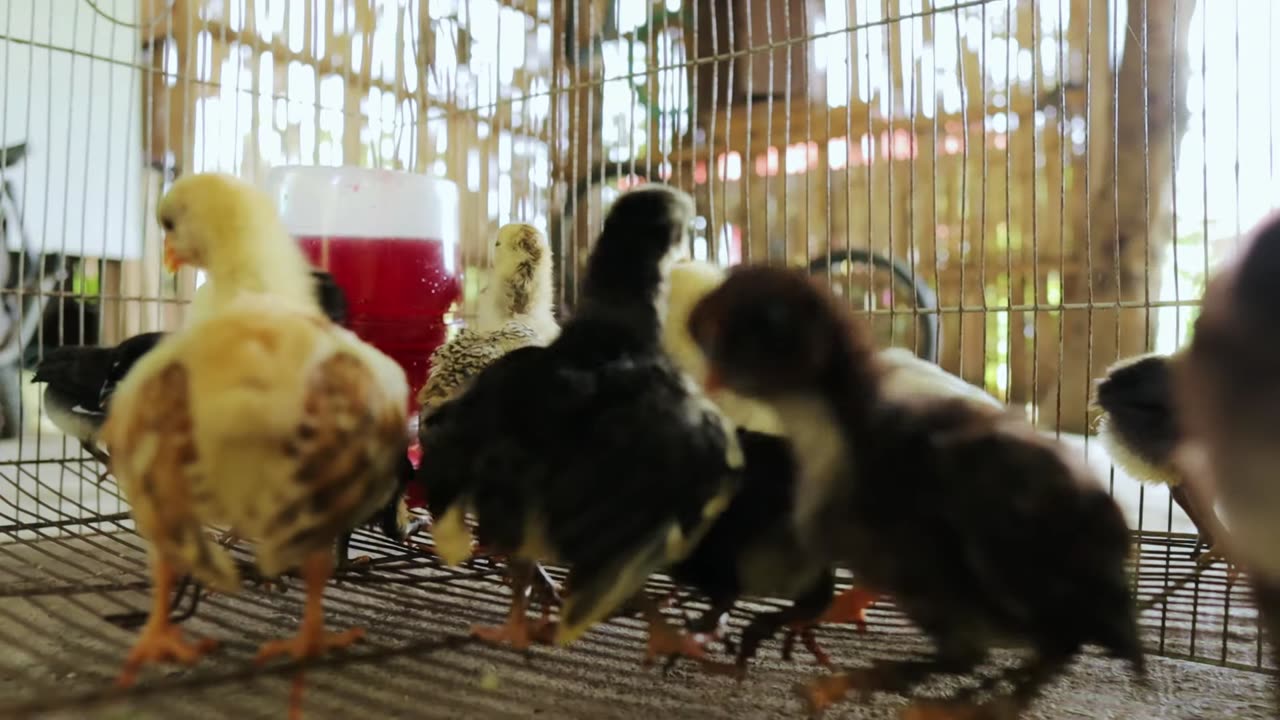 Adding New breed of Chickens! How we Raise Hundreds of Chickens and Ducks Without Spending Money!