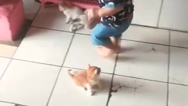 Cute kids playing with cats