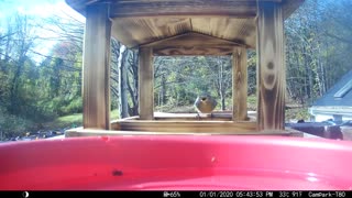 Todays Bird Video 11/2/2021