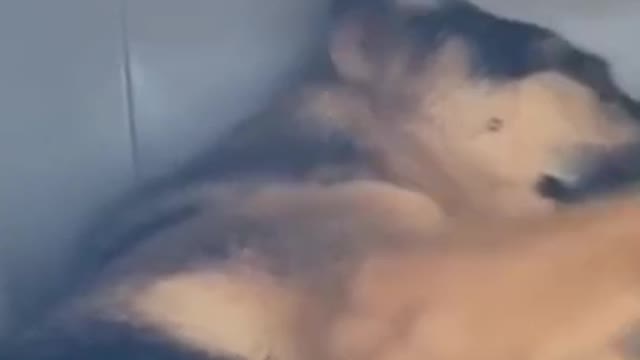 the dog is sleeping but naughty cat hitting the dog again nd again