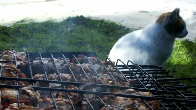 Chicken Barbecue And The Cat Is Waiting