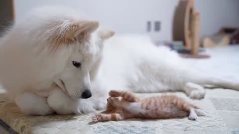 white dog ,orange cat