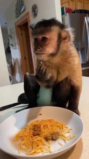 Gaitlyn Rae 🇮🇹🍝🐒'