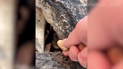 Funny Animal Videos 2022