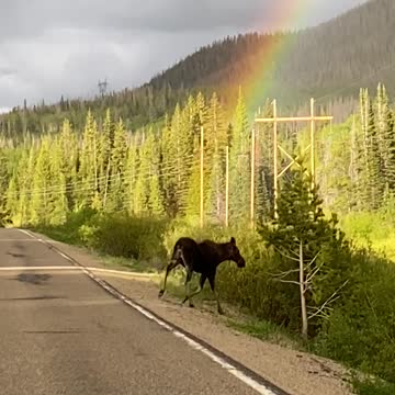 Incredible timing: The perfect moment a moose is filmed at the end of a rainbow