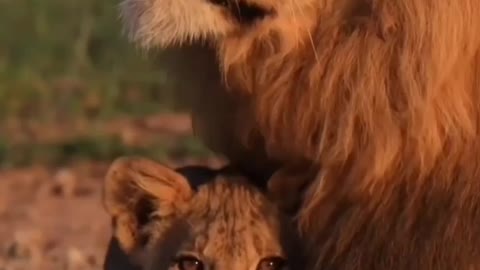 South africa forest lion with baby