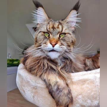 Our love of beautiful dogs and animals3 3