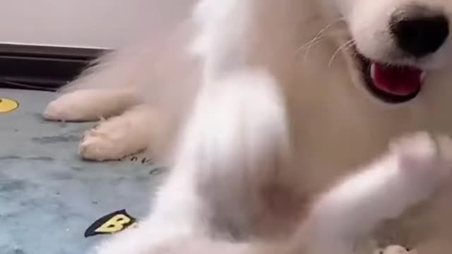Dog and cat cutest video ever ... read the description