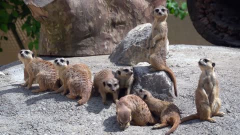 Earth peoples animals