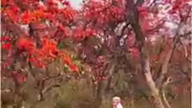 পারুলিয়া, পশ্চিমবঙ্গ